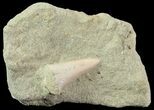 Mako Shark Tooth Fossil In Rock - Bakersfield, CA #68991-1